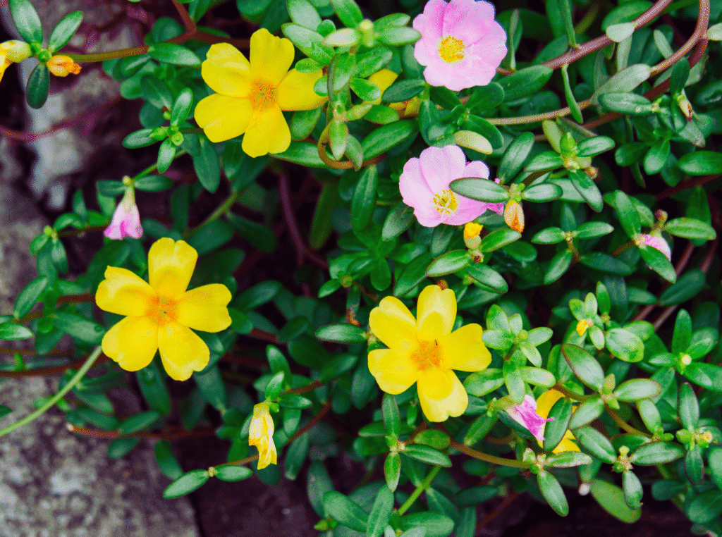 What is purslane used for. picture of purslane with pink and yellow flowers.