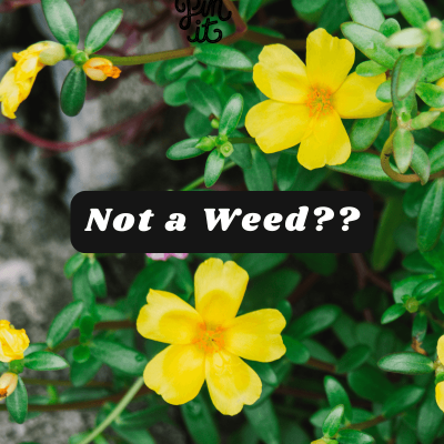 What is purslane used for. picture of purslane with yellow flowers and the words in the middle that say: Not a weed?