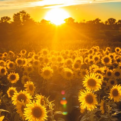 Is sun good for you ? sunflower field during golden hour
